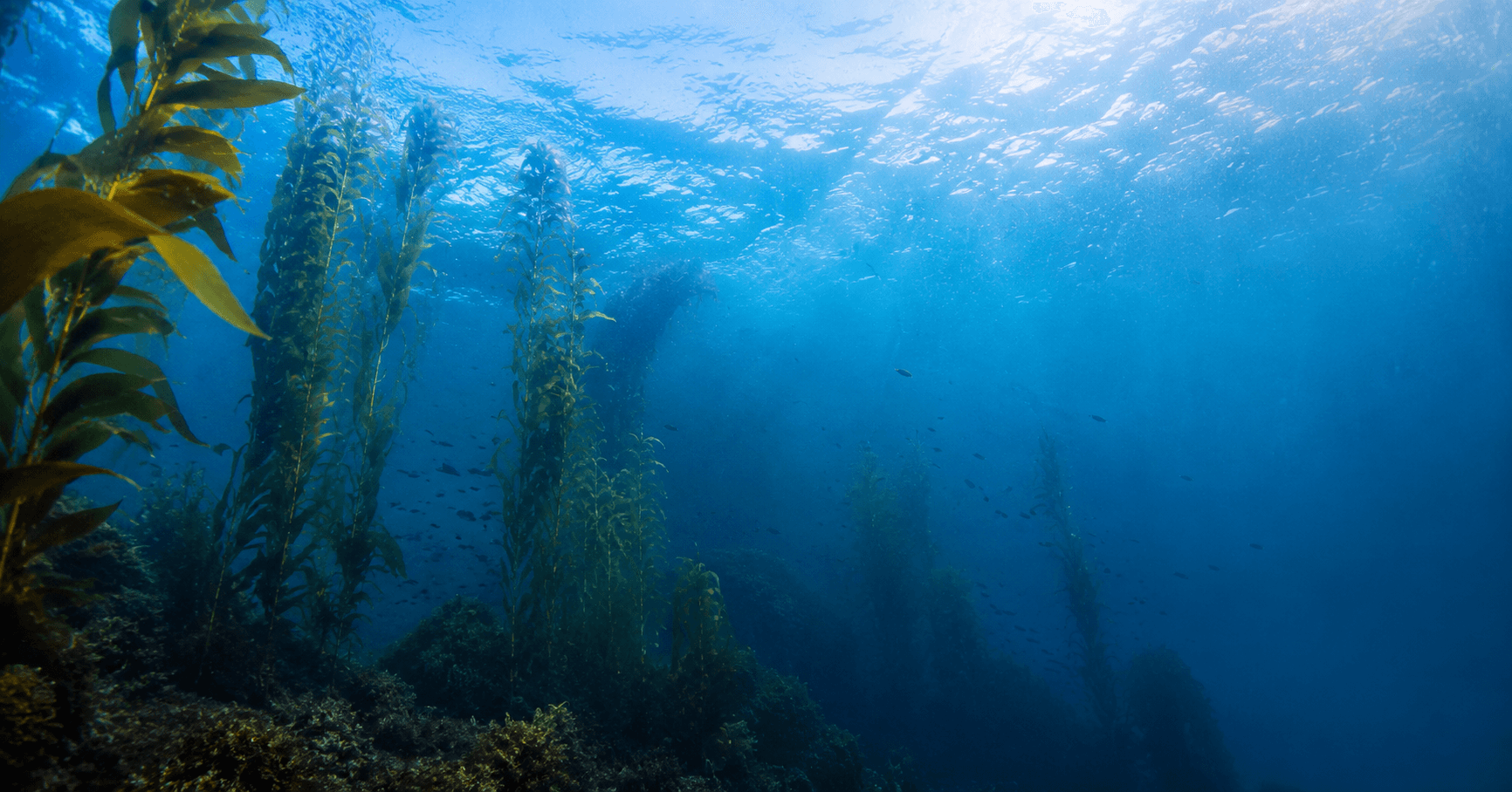 Sunlit kelp forest underwater in clear blue water